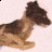 native american dog burials in american southwest New Mexico