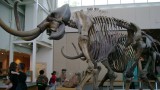mammoth mastadon