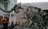 mammoth mastadon
