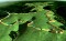 Fort Ancient CERHAS image