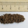 Some of the oldest known corn cobs, husks, stalks and tassels, dating from 6,700 to 3,000 years ago were discovered at Paredones and Huaca Prieta, two mound sites on Peru’s arid northern coast.  (Credit: Tom D. Dillehay)
