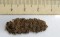 Some of the oldest known corn cobs, husks, stalks and tassels, dating from 6,700 to 3,000 years ago were discovered at Paredones and Huaca Prieta, two mound sites on Peru’s arid northern coast.  (Credit: Tom D. Dillehay)