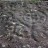 track-rock-petroglyph
