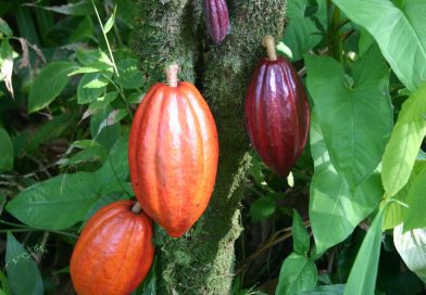 Ancient DNA Reveals Chocolate Was Consumed at Georgia’s Etowah Mounds 900 Years Ago