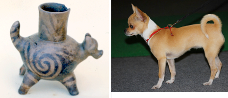 Side-by-side comparison of a dog effigy pot unearthed in Georgia dating to 1325 AD and a modern Chihuahua