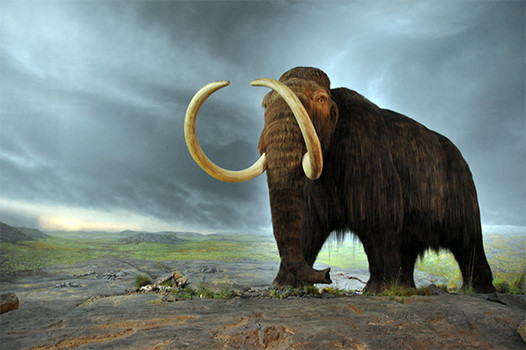 A woolly mammoth reconstruction in the Royal BC Museum, CanadaFlying Puffin, Wikimedia.org